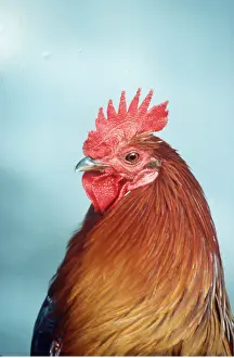 Kenneth W Fink: Indian Red JUNGLEFOWL - head of male