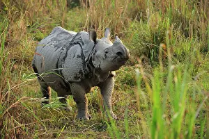 Unicornis: Indian Rhino / Greater One-horned Rhinoceros