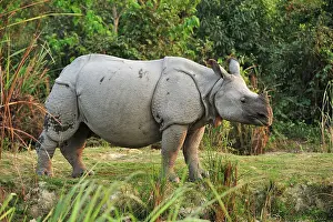 Unicornis: Indian Rhino / Greater One-horned Rhinoceros