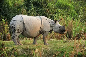 Unicornis: Indian Rhino / Greater One-horned Rhinoceros