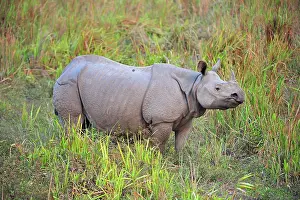 Unicornis: Indian Rhino / Greater One-horned Rhinoceros