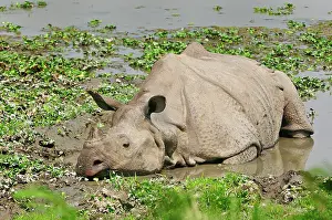 Wallowing: Indian Rhino / Greater One-horned Rhinoceros