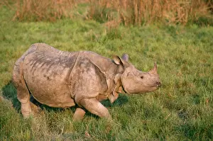 Robert Mcdougal: INDIAN RHINOCEROS