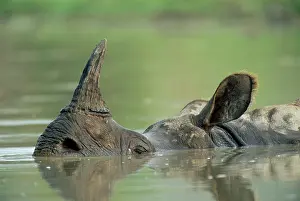 Wallowing: Indian Rhinoceros