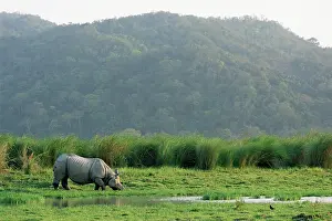 Unicornis: Indian Rhinoceros