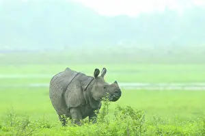 Raining: Indian Rhinoceros