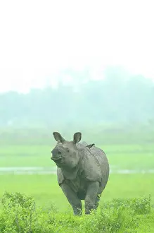 Floodplain: Indian Rhinoceros