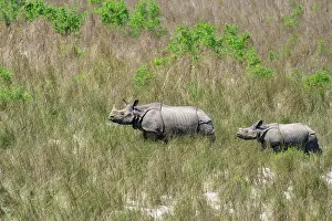 Rhinoceros: Indian Rhinoceros