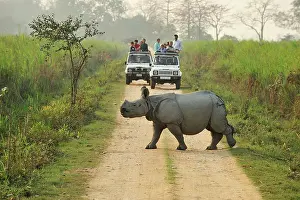 Safaris: Indian Rhinoceros / Greater One-horned Rhinoceros