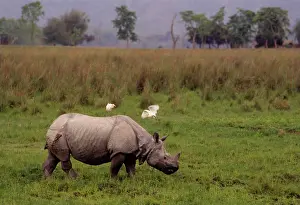 Scars: Indian Rhinoceros injured in fight with another rhino
