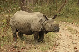 Unicornis: Indian Rhinoceros Rhino feeding
