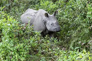 Nepalese: Indian rhinoceros (Rhinoceros unicornis) in the