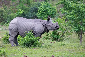 Rhinocerotidae: Indian rhinoceros (Rhinoceros unicornis)