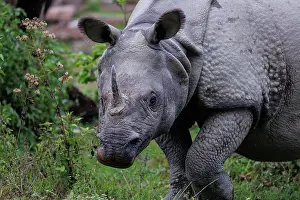 Rhinocerotidae: Indian rhinoceros (Rhinoceros unicornis)