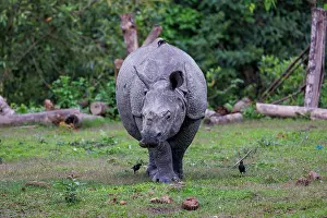 Rhinocerotidae: Indian rhinoceros (Rhinoceros unicornis)