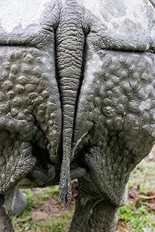Rhinocerotidae: Indian rhinoceros (Rhinoceros unicornis)