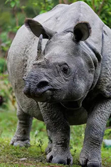 Rhinocerotidae: Indian rhinoceros (Rhinoceros unicornis)