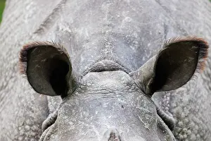 Rhinocerotidae: Indian rhinoceros (Rhinoceros unicornis)