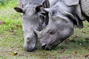 Rhinocerotidae: Indian rhinoceros (Rhinoceros unicornis)