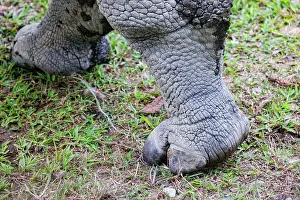 Rhinocerotidae: Indian rhinoceros (Rhinoceros unicornis)