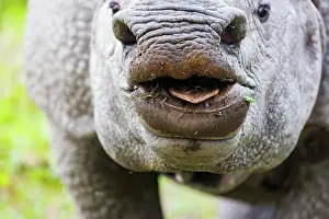Rhinocerotidae: Indian rhinoceros (Rhinoceros unicornis)