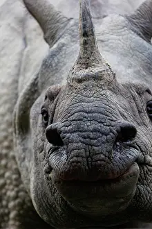 Rhinocerotidae: Indian rhinoceros (Rhinoceros unicornis)