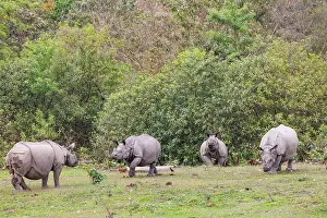 Rhinocerotidae: Indian rhinoceros (Rhinoceros unicornis)