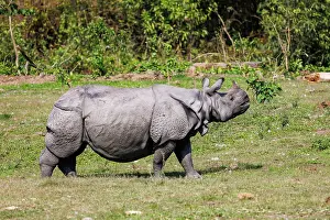 Rhinocerotidae: Indian rhinoceros (Rhinoceros unicornis)
