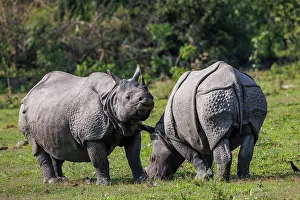 Rhinocerotidae: Indian rhinoceros (Rhinoceros unicornis)