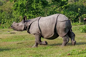 Rhinocerotidae: Indian rhinoceros (Rhinoceros unicornis)