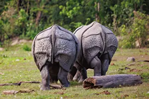 Rhinocerotidae: Indian rhinoceros (Rhinoceros unicornis)