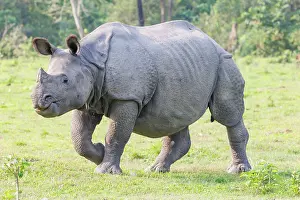 Rhinocerotidae: Indian rhinoceros (Rhinoceros unicornis)