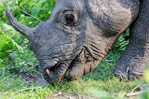 Rhinocerotidae: Indian rhinoceros (Rhinoceros unicornis)