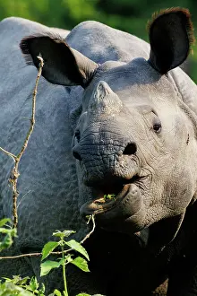 Rhinocerotidae: Indian rhinoceros (Rhinoceros unicornis)
