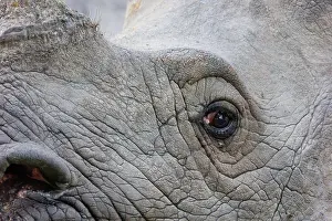 Rhinocerotidae: Indian rhinoceros (Rhinoceros unicornis)