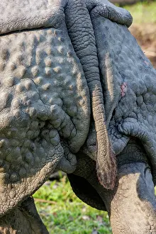 Rhinocerotidae: Indian rhinoceros (Rhinoceros unicornis)