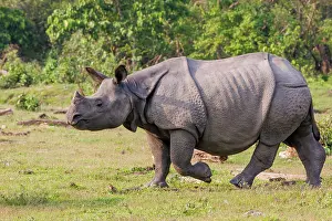 Rhinocerotidae: Indian rhinoceros (Rhinoceros unicornis)