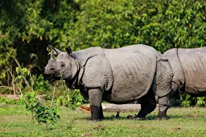 Rhinocerotidae: Indian rhinoceros (Rhinoceros unicornis)