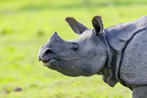 Rhinocerotidae: Indian rhinoceros (Rhinoceros unicornis)