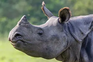 Rhinocerotidae: Indian rhinoceros (Rhinoceros unicornis)