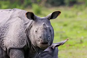 Rhinocerotidae: Indian rhinoceros (Rhinoceros unicornis)