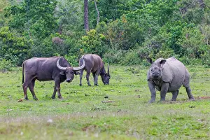 Assam: Indian rhinoceros (Rhinoceros unicornis)