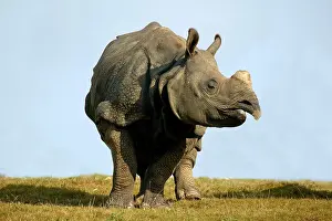 Unicornis: Indian Rhinoceros (rhinoceros unicornis), Adult