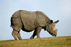 Unicornis: Indian Rhinoceros (rhinoceros unicornis), Adult