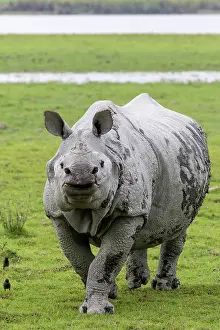 Rhinoceros: Indian rhinoceros (Rhinoceros unicornis), adult