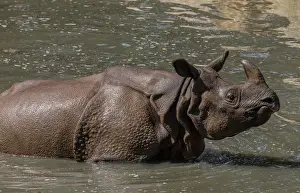 Horned: Indian rhinoceros, Rhinoceros unicornis, bathing