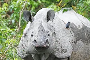 Unicornis: Indian Rhinoceros (Rhinoceros unicornis), portrait