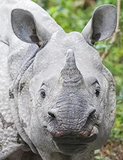 Unicornis: Indian Rhinoceros (Rhinoceros unicornis), portrait