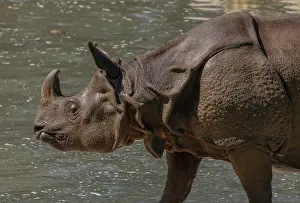 Horned: Indian rhinoceros, Rhinoceros unicornis, walking