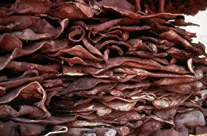 Poached: Indian Rhinoceros - skins of poached Indian rhino